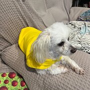 Home Owner wanting sitter in Sunshine Coast , Queensland