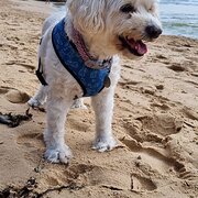 Home Owner wanting sitter in Wollongong or Sydney, New South Wales