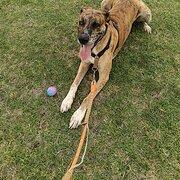 Home Owner wanting sitter in , Victoria