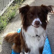 Home Owner wanting sitter in , New South Wales