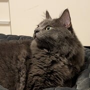 Home Owner wanting sitter in Balwyn, Victoria