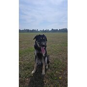 Home Owner wanting sitter in , Victoria