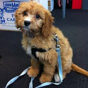 Home Owner wanting sitter in Melbourne, Victoria