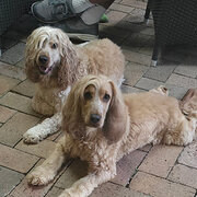 Home Owner wanting sitter in , Queensland