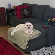 Home Owner wanting sitter in Gold coast, Queensland