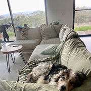 Home Owner wanting sitter in Melbourne, Victoria