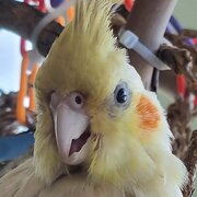 Home Owner wanting sitter in Surfers Paradise , Queensland