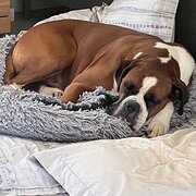 Home Owner wanting sitter in , Victoria