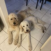 Home Owner wanting sitter in Gold Coast , Queensland