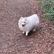 Home Owner wanting sitter in Melbourne, Victoria