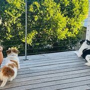 Home Owner wanting sitter in Brisbane, Queensland