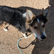 House Sitter - Happy retiree