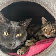 Home Owner wanting sitter in Hobart, Tasmania