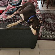 Home Owner wanting sitter in PARKINSON, Queensland