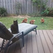 Home Owner wanting sitter in Cowes, Victoria