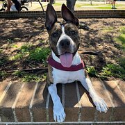 Home Owner wanting sitter in , New South Wales