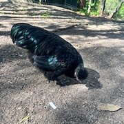 House Sitter - Alva & Murray - House Angels