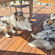 Home Owner wanting sitter in Canberra, New South Wales