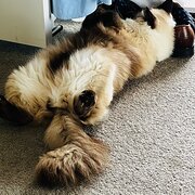 Home Owner wanting sitter in Sydney, New South Wales