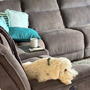 Home Owner wanting sitter in Hobart, Tasmania