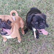 Home Owner wanting sitter in Brisbane City, Queensland