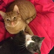 Home Owner wanting sitter in Melbourne, Victoria