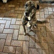 Home Owner wanting sitter in Brisbane, Queensland