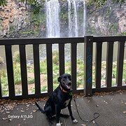 House Sitter - Shadow's travels