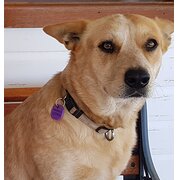Home Owner wanting sitter in , Queensland