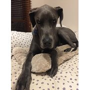 Home Owner wanting sitter in Mount Eliza, Victoria