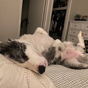 Home Owner wanting sitter in , Western Australia