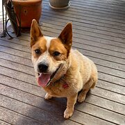 Home Owner wanting sitter in Canberra, New South Wales