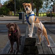 Home Owner wanting sitter in Geelong, Victoria