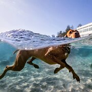 Home Owner wanting sitter in Gold Coast, Queensland