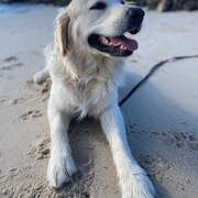 Home Owner wanting sitter in Melbourne, Victoria