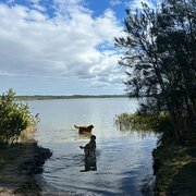 Home Owner wanting sitter in Newcastle, New South Wales