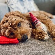 Home Owner wanting sitter in Brisbane, Queensland