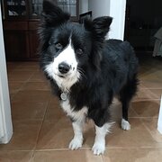 Home Owner wanting sitter in Joondalup, Western Australia