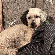 Home Owner wanting sitter in Newcastle , New South Wales