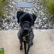 Home Owner wanting sitter in Bendigo , Victoria