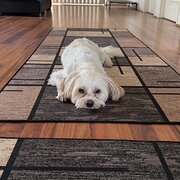 Home Owner wanting sitter in , Queensland