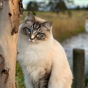 Home Owner wanting sitter in Port Macquarie, New South Wales