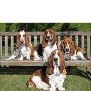 Home Owner wanting sitter in , Victoria