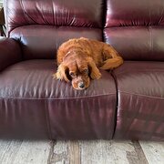 Home Owner wanting sitter in , Queensland