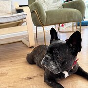 Home Owner wanting sitter in Brisbane , Queensland