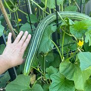 Home Owner wanting sitter in Adelaide, South Australia