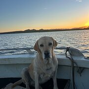 Home Owner wanting sitter in Cairns, Queensland