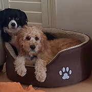 Home Owner wanting sitter in Adelaide, South Australia