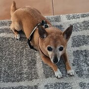 Home Owner wanting sitter in Perth , Western Australia