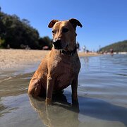 Home Owner wanting sitter in , Queensland